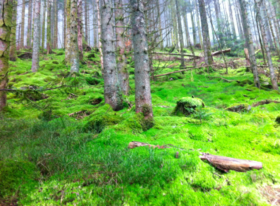 Vogesen: Im Zauberwald