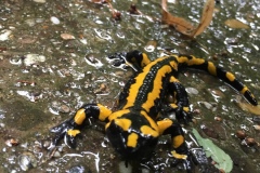 salamander-1