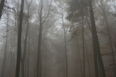 Nebelwald