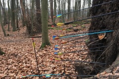 bogen-pfeile-seitlich