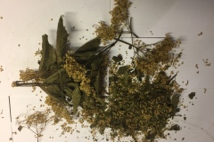 hollerkraut